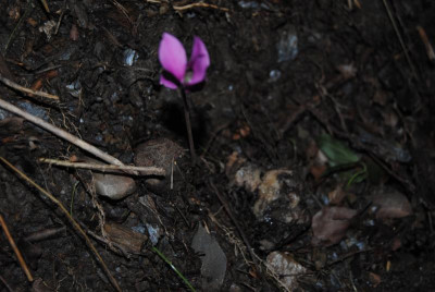 DSC_1031.JPG