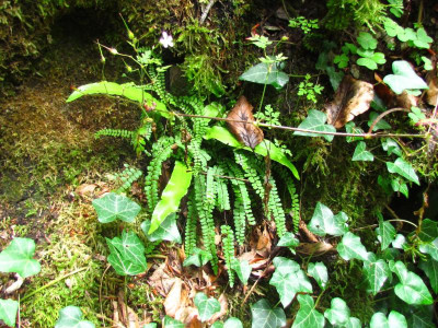 10 Asplenium und Phyllitis.JPG