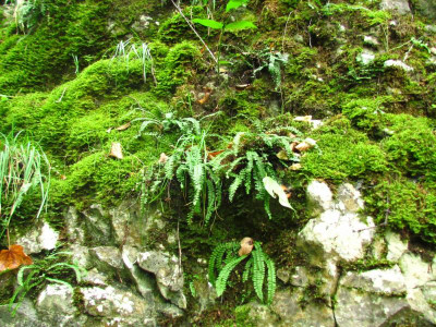 13 Asplenium.JPG
