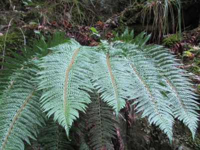 14 Polystichum.JPG