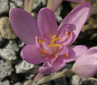 IMG_3213_eColchicum_species.JPG