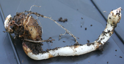 IMG_3236_eArisaema_ciliatum_var_liubaense_KnolleAuslaeufer.JPG