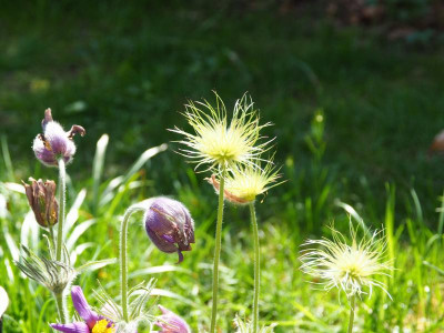 Pulsatilla vulgaris P4220148.JPG