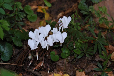 DSC_0100.JPG