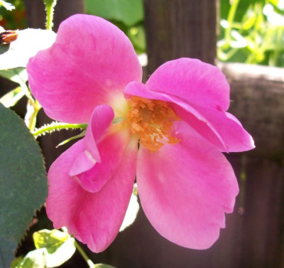 Ann_1382.jpg