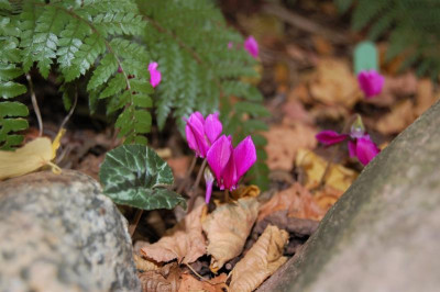 DSC_0124.JPG