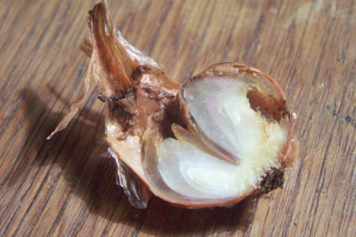Schalottenfra_01.jpg