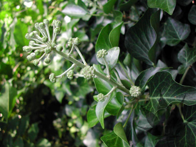 hedera_helix_01.jpg