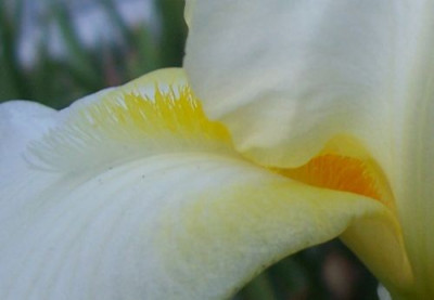000_2191_Utes_Iris_Bart.jpg