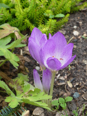 2020-08-20 Colchicum 'Apollo'.jpg