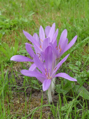 2020-08-20 Colchicum 1.jpg