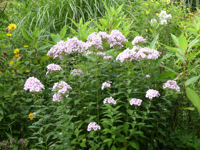 2020-08-20 Phlox 'Sommerbouquet' 1.jpg