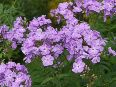 2020-08-20 Phlox Sämling 2.jpg