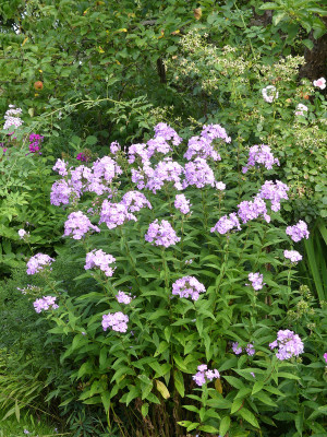 2020-08-20 Phlox Sämling' 1.jpg
