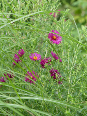 2020-08-20 Aster novae-angliae 'Cardinal Tarcisio Bertone'.jpg