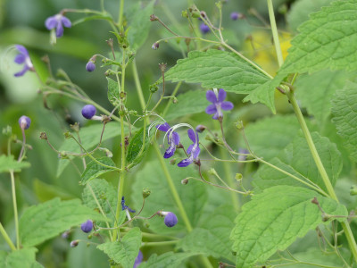2020-08-20 Caryopteris divaricata 1.jpg
