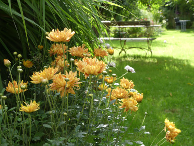 2020-08-20 Chrysanthemum 'Rotfuchs'.jpg