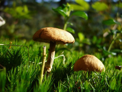 im.wald.23.09.2007.0.JPG