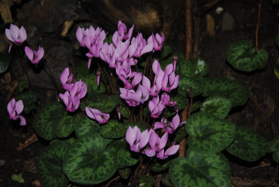 DSC_1141.JPG