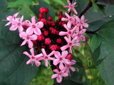 clerodendrum_bungei_2.jpg