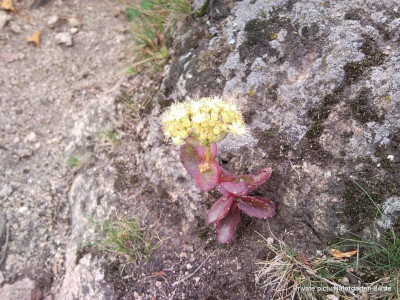 Große Fetthenne (Hylotelephium telephium, ).jpg