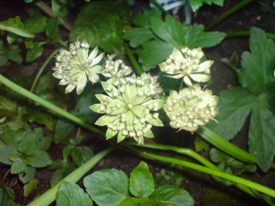 rosenbegleiter_sept_07_9_astrantia.JPG