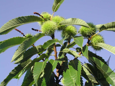castanea_sativa_002.jpg