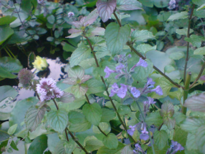 rosenbegleiter_sept_07_6_minze_und_nepeta.JPG