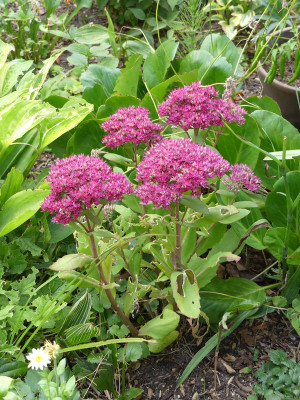 2020-08-21 Sedum 'Class Act'.jpg