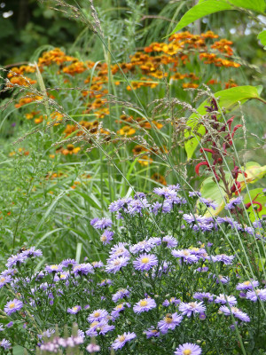 2020-08-21 Gartenimpressionen 1.jpg