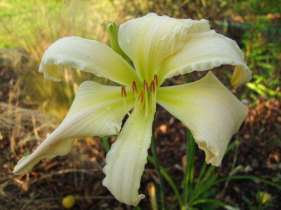 2020_0523AugustMitteRosen0082.JPG