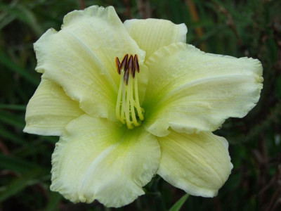 2020_0523AugustMitteRosen0093.JPG