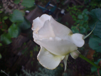margaret_merill_sept_07_1.JPG