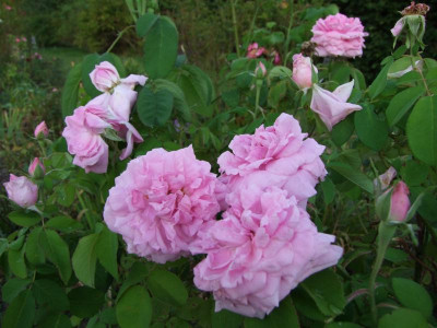 2020_0523AugustMitteRosen0051.JPG