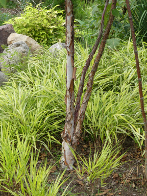 2020-08-21 Betula 'China Rose' 1.jpg
