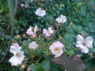 sternenflor_sept_07_1.JPG