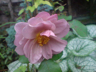 lavender_pinocchio_sept_07_1.JPG