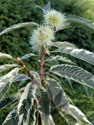 castanea_sativa_albom1.jpg