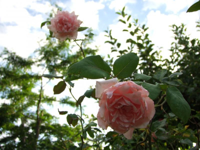 2020_0523AugustMitteRosen0022.JPG