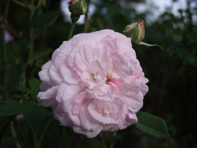 2020_0523AugustMitteRosen0030.JPG