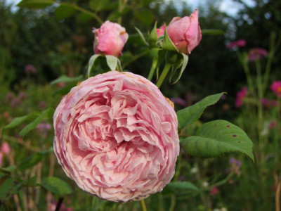 2020_0523AugustMitteRosen0045.JPG