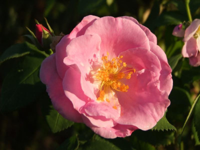 2020_0523AugustMitteRosen0066.JPG