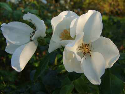 2020_0523AugustMitteRosen0098.JPG