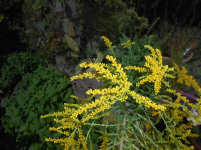 DSCN0431.JPG