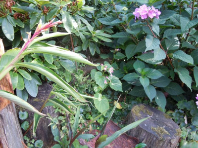 DSCN0027.JPG