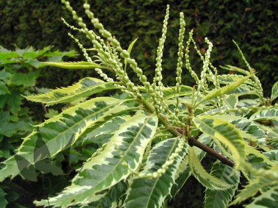 castanea_sativa_albom2.jpg
