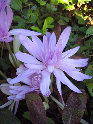 colchicum_gefuellt.jpg