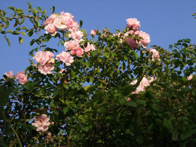 2020_0523AugustMitteRosen0080.JPG