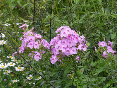 2020-08-22 Phlox 'Seidenkuppel' 1.jpg