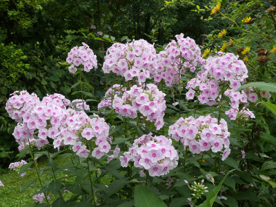 2020-08-22 Phlox 'Sommerbouquet' 1.jpg
